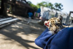 Anak Harimau Benggala