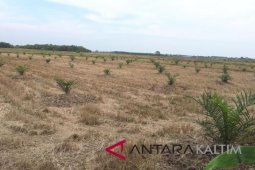 Lahan pertanian Penajam terus menyusut karena irigasi