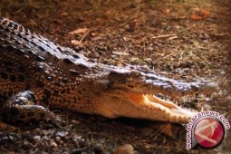 Seekor buaya berhasil ditangkap di Sungai Cileungsi