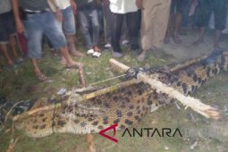 Buaya tewaskan warga Bangka akhirnya tertangkap