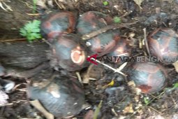 BKSDA temukan 30 bonggol bunga Rafflesia Bengkuluensis