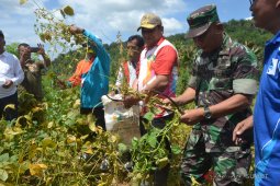 Padangsidimpuan fokus kemajuan pertanian
