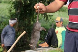 Gropyokan Tikus
