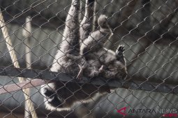 Hari Owa Internasional