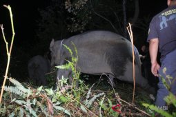Hutan Harapan dapat tambahan tiga gajah Sumatera