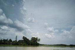 118 hektare tanaman padi terendam banjir