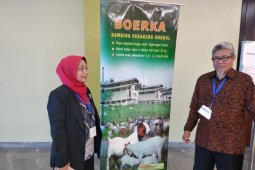 Kementan segera rilis Kambing Boerka  sebagai unggulan