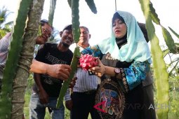 PAG bina petani buah naga di Lhokseumawe