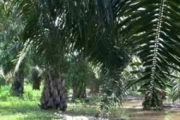 Penampakan Buaya Putih di Desa Muara Pertemuan