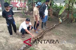 Warga Batanghari temukan ular piton sepanjang enam meter