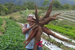 Tapsel kembangkan singkong varietas Malang empat