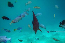 Negara Luar Apresiasi Pengelolaan Kawasan Konservasi Raja Ampat