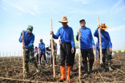 Pemkab partisipasi tanam padi di Desa Jejangkit
