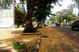 Pedestrian "Jomblo" di Kota Jambi semakin cantik dengan daun berguguruan