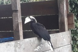 Bertemu Icau di Dusun Beludu