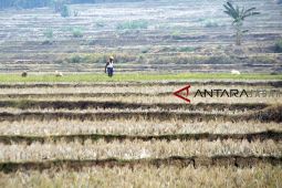 Lahan persawahan di 13 desa Bandung Barat alami kekeringan imbas El Nino