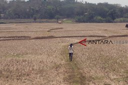 BPBD Jabar: 13 kabupaten/kota terdampak kekeringan