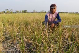 Padi Gagal Tumbuh