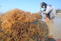 Produksi Rumput Laut Turun