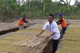 Petani Tembakau Ngawi Diuntungkan Kemarau Panjang