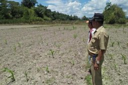Dinas Pertanian Samosir klarifikasi kasus bibit rusak