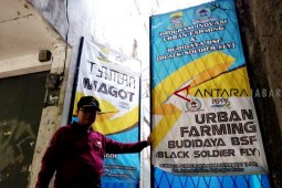 Memanfaatkan belatung untuk pengurai sampah organik