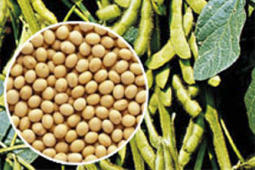 Pakar gizi: Kedelai bisa mencegah kanker payudara