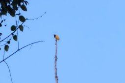 Dibalik nyanyi merdu burung surga