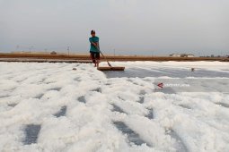 Produksi Garam di Probolinggo Ditargetkan Naik 10 Persen