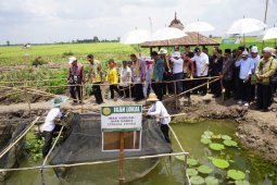 Batola has the potential to become S Kalimantan's food barn