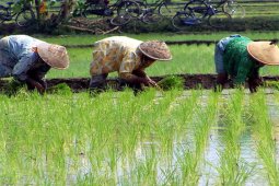 Paser kembangkan 500 Ha Padi Rawa