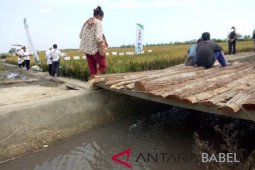Warga Desa Rias keluhkan limbah tambang cemari sawah