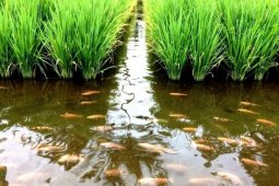 Petani siapkan 20 hektare untuk mina padi