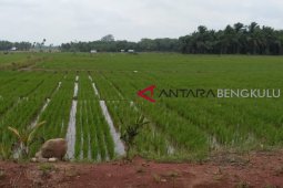 Petani Mukomuko kewalahan atasi penyakit blas