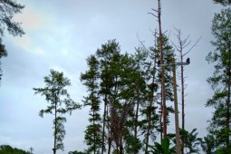 Pasca banjir Madina PLN perbaiki jaringan listrik