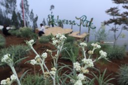 Desa Wisata Edelweiss Diharapkan Sedot Wisatawan
