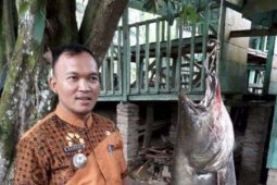 Ikan Tapah 30 Kg tertangkap di Labura
