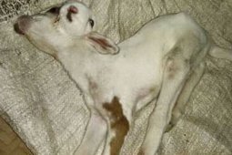 Ajaib, kambing berkepala dua lahir di Sukabumi
