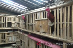 Ayam pelung Jabar sudah "go internasional"