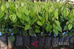 Dinas Pertanian Bangka salurkan 160 ribu bibit lada