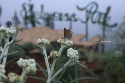 Abadinya Desa Wisata Edelweiss