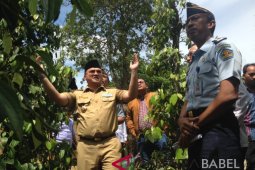 Lapas Pangkalpinang latih warga binaan bibitkan lada putih