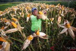 Sistem lubang terbukti lipatgandakan produksi jagung