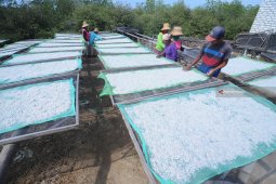 Harga Teri Ekspor Turun