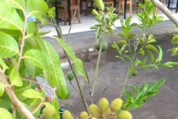 Pameran "Tabulampot" Denpasar maknai perayaan  "Tumpek Bubuh"