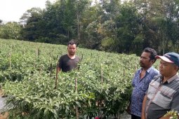 Pinjam lahan tidur kembangkan cabai merah