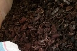 Disperindag Malut lobi industri pengolahan kopra