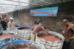 Warga Kota Madiun Budi Daya Lele  dengan Sistem "Bioflok"