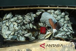 Harga ikan kembung di pasar Meulaboh naik 100 persen