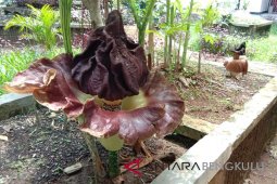 Peneliti Bengkulu budidayakan dua spesies bunga bangkai